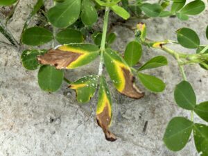 Cover photo for Leaf Scorch Peanut Notes No. 113 2024