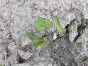 Cover photo for Controlling Morningglories Peanut Notes No. 107 2024