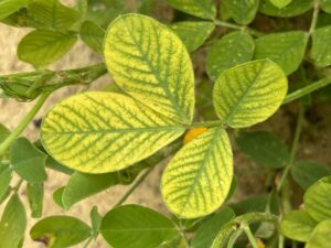 Cover photo for Yellow Peanuts Peanut Notes No. 134 2025