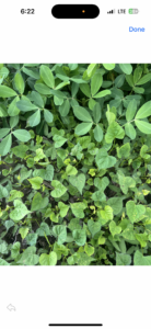 Cover photo for Controlling Large Morningglories Peanut Notes No. 156 2025