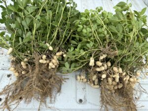 Cover photo for Nitrogen Deficient Peanuts Peanut Notes No. 198 2025