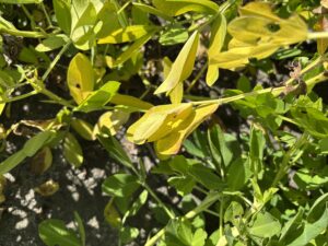 Yellow leaves on a peanut plant.