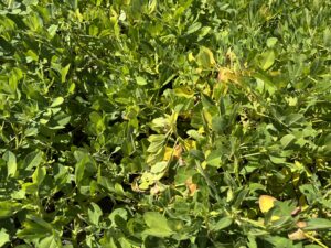 Spots of yellow leaves in an otherwise green patch of peanut plants.