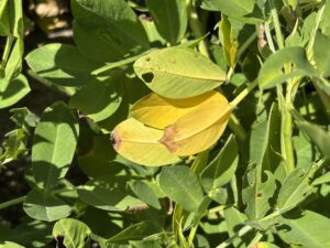 Yellow leaves amongst green leaves on a peanut plant.